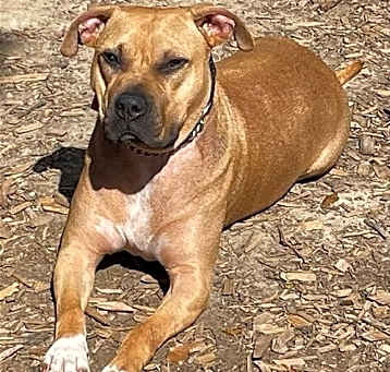 Photo of Bubba - I'd love to be your one and only!