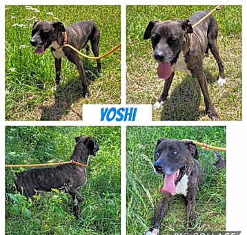 Photo of Yoshi