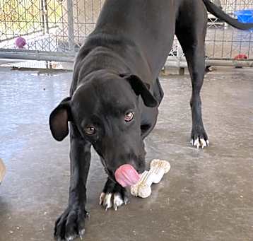 Photo of Tyson