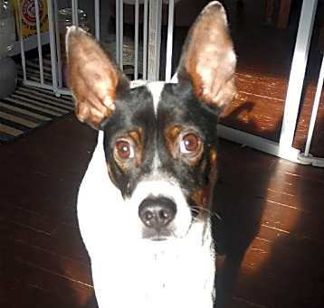Photo of Kirby