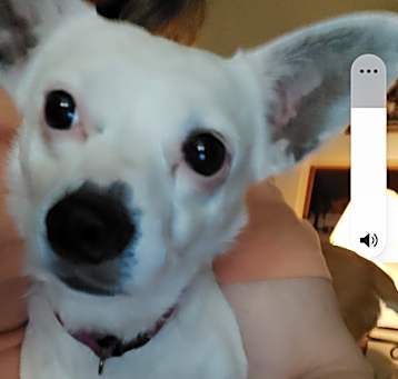 Photo of Sugar