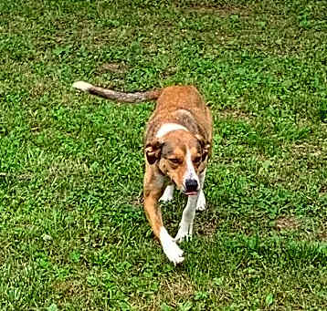 Photo of Fido
