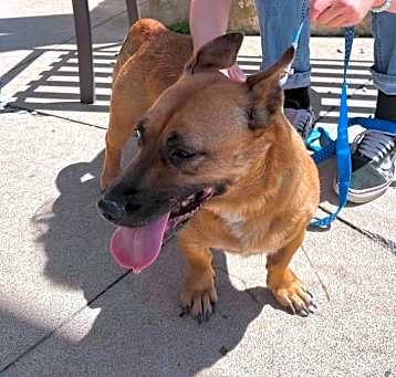 Photo of Maple - DEAF