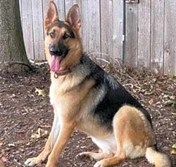 Photo of HONOR