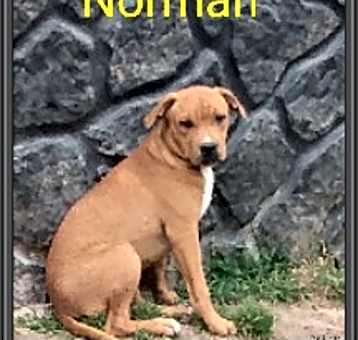 Photo of Norman