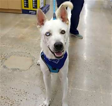 Photo of Banjo