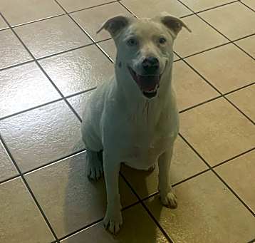 Photo of Nova