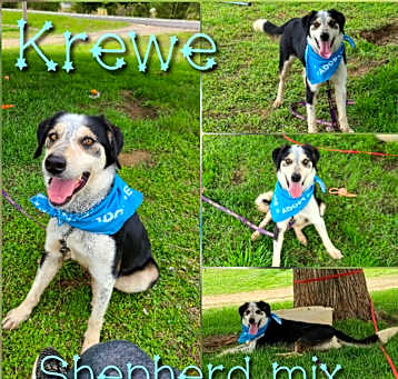 Photo of Krewe