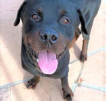 Photo of Bronson