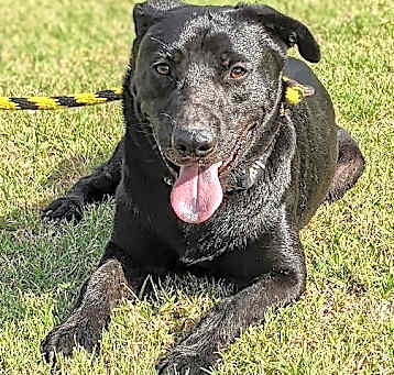 Photo of Levi Blue