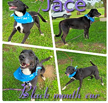 Photo of Jace