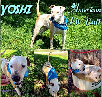 Photo of Yoshi