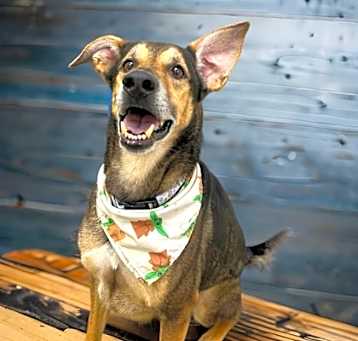 Photo of Rambo