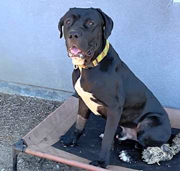 Photo of BlackJack
