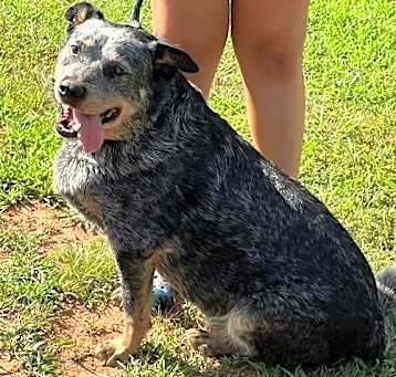 Photo of Hale (Old Man): Sponsored: Not at shelter (Stacey)