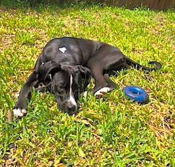 Photo of Oreo