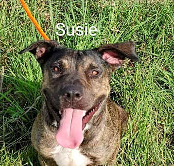 Photo of Susie