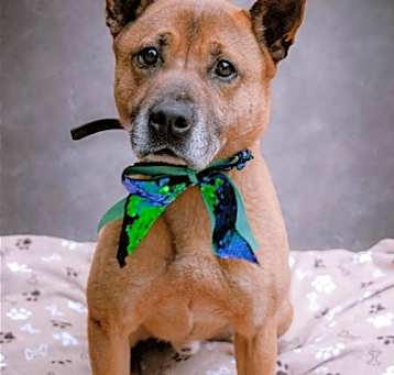 Photo of Duke (Kenzo)