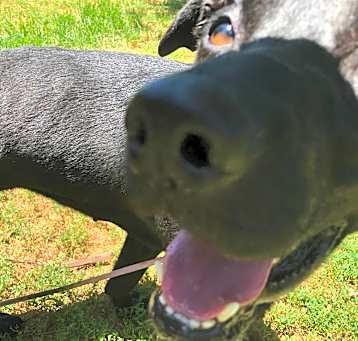 Photo of Nala - LAFAYETTE, IN