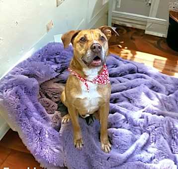 Photo of Frankie