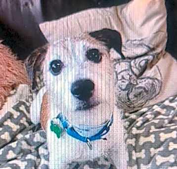 Photo of Krypto ~