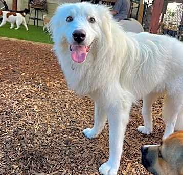 Photo of Stella- Foster or Foster to Adopt Needed!