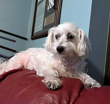 Photo of Buddy