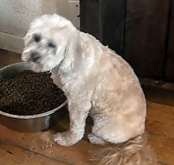 Photo of Walter