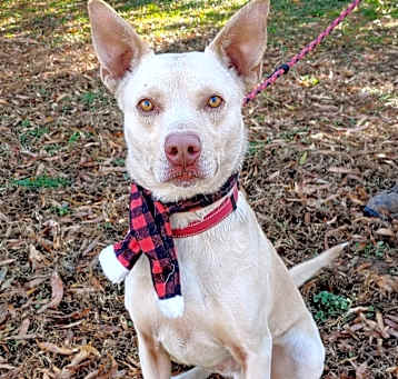 Photo of Rowdy