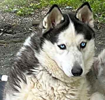 Photo of Boomer