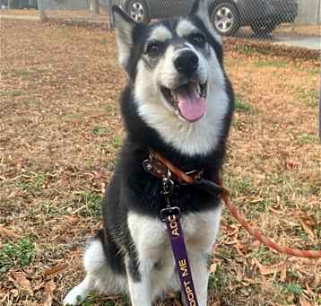 Photo of Andromache, aka Andie