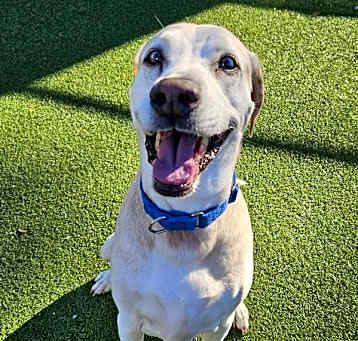 Photo of Grover