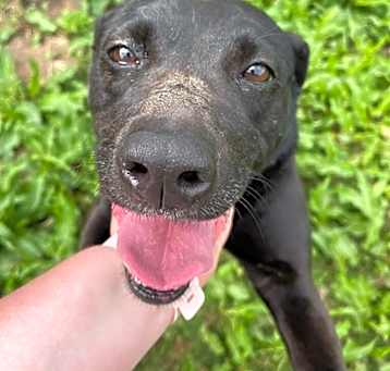 Photo of Pepper