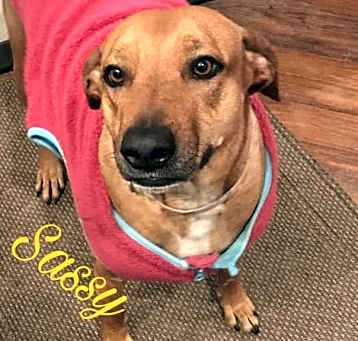 Photo of Sassy
