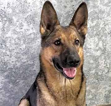 Photo of Nova
