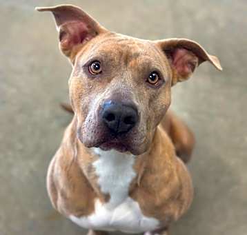Photo of Sadie