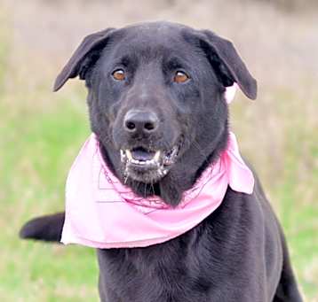 Photo of Bailey