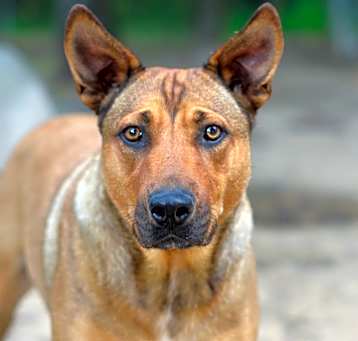 Photo of Cherokee