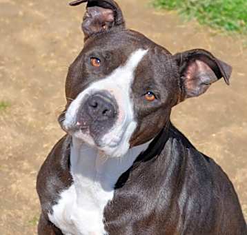 Photo of Tulip