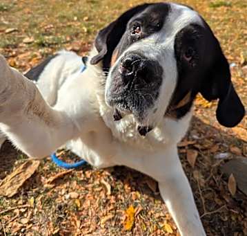 Photo of Pepper