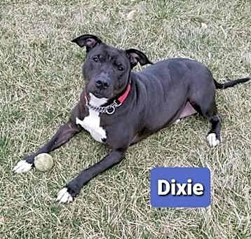 Photo of Dixie (Sponsored)
