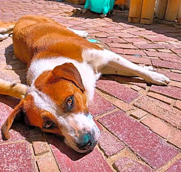 Photo of Cleo- **