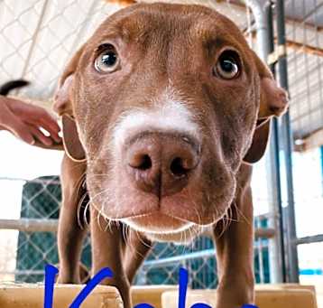 Photo of Kobe