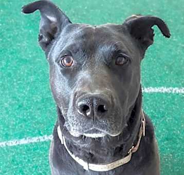 Photo of Scoob-Bear