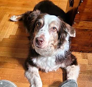 Photo of Finnegan 