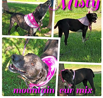 Photo of Misty