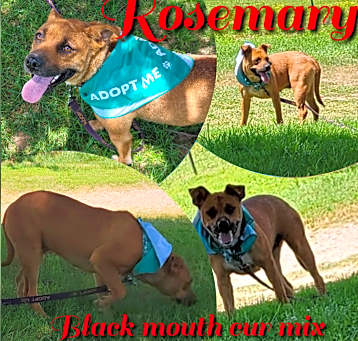 Photo of Rosemary