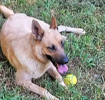 Photo of Sadie