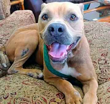 Photo of Tank