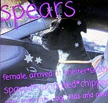Photo of SPEARS